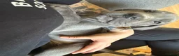 Great Dane dogs for sale: 1 boy left Ready now 8weeks old kc Great Dane's - Advert 16
