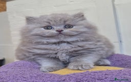 British Longhair cats for sale: GCCF Registered British Longhair kittens - Image 15