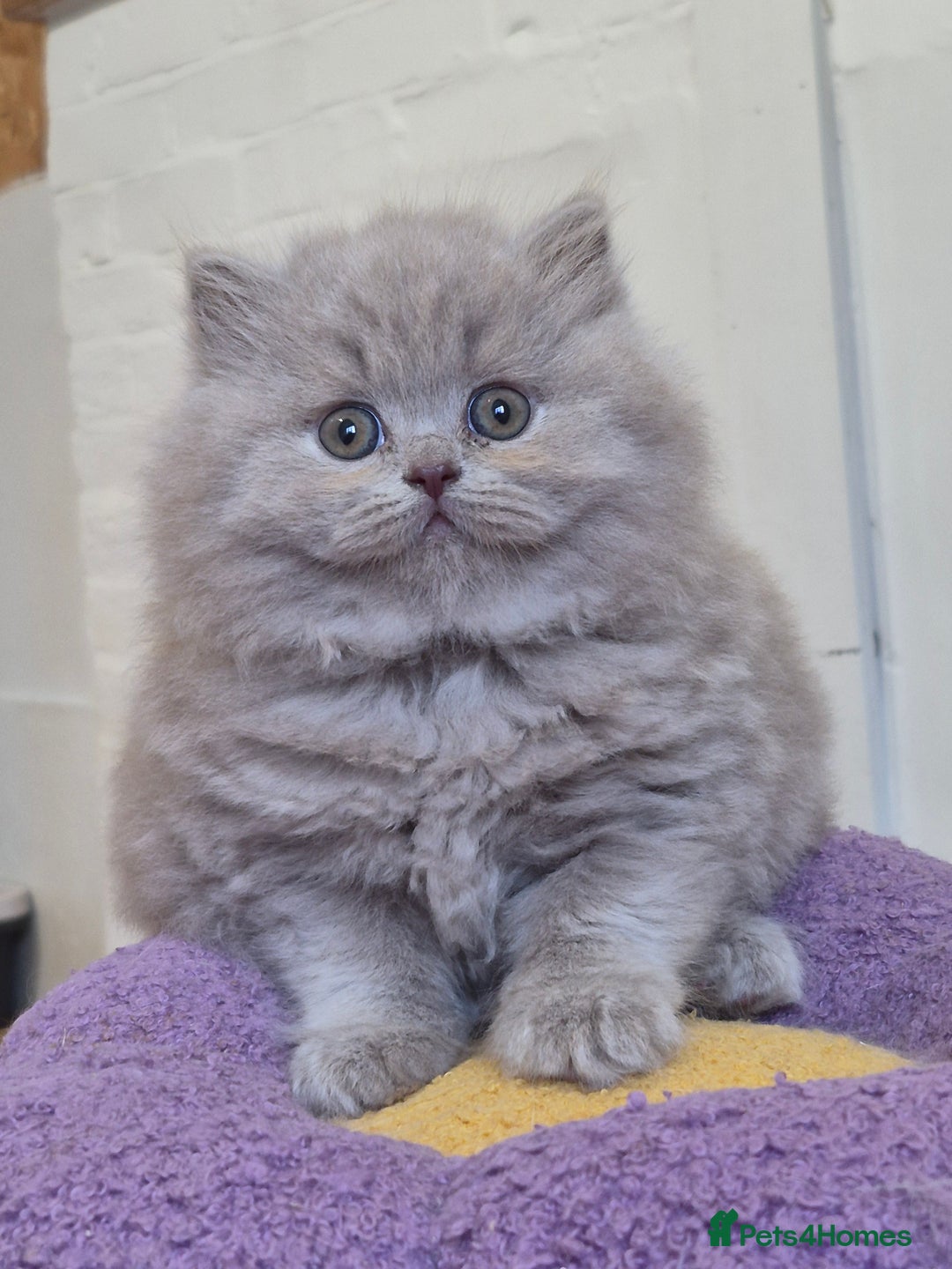 British Longhair cats for sale: GCCF Registered British Longhair kittens - Image 15