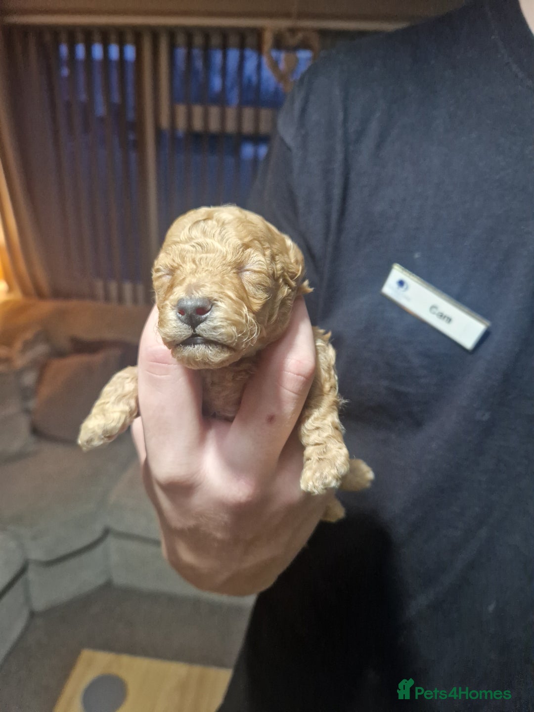 Maltipoo dogs for sale: Beautiful F1B Toy Maltipoos  - Advert 7