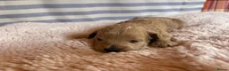 Shihpoo dogs for sale: Shihpoo puppies for sale  - Advert 14
