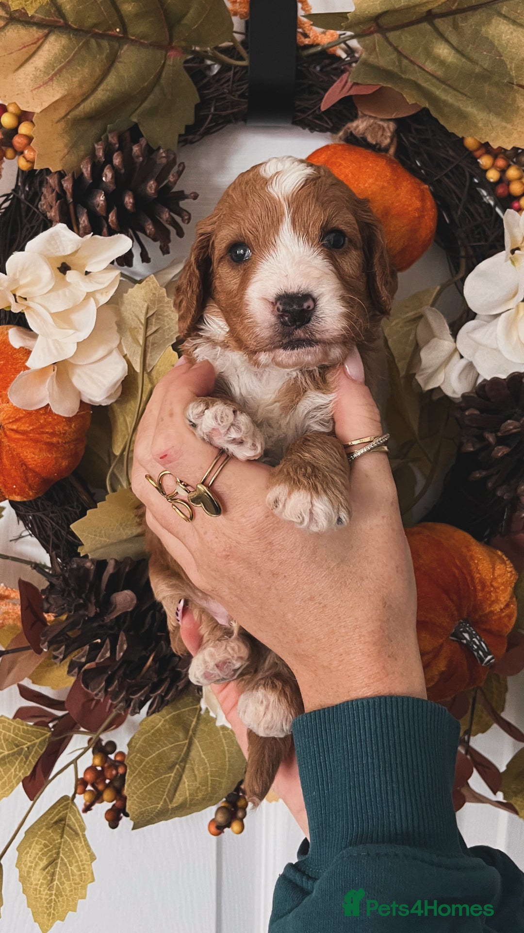 Cockapoo dogs for sale: Cockapoo puppies  - Advert 1