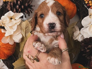 Cockapoo dogs for sale: Cockapoo puppies - Advert 1