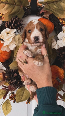 Cockapoo dogs Cockapoo puppies - Advert 1