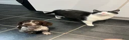 Sprocker dogs for sale: 4 month old sprocker - Advert 10