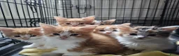 Mixed Breed cats for sale: Beautiful Kittens - Advert 7