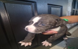 American Bulldog dogs for sale: American  bulldog  pups - Image 24
