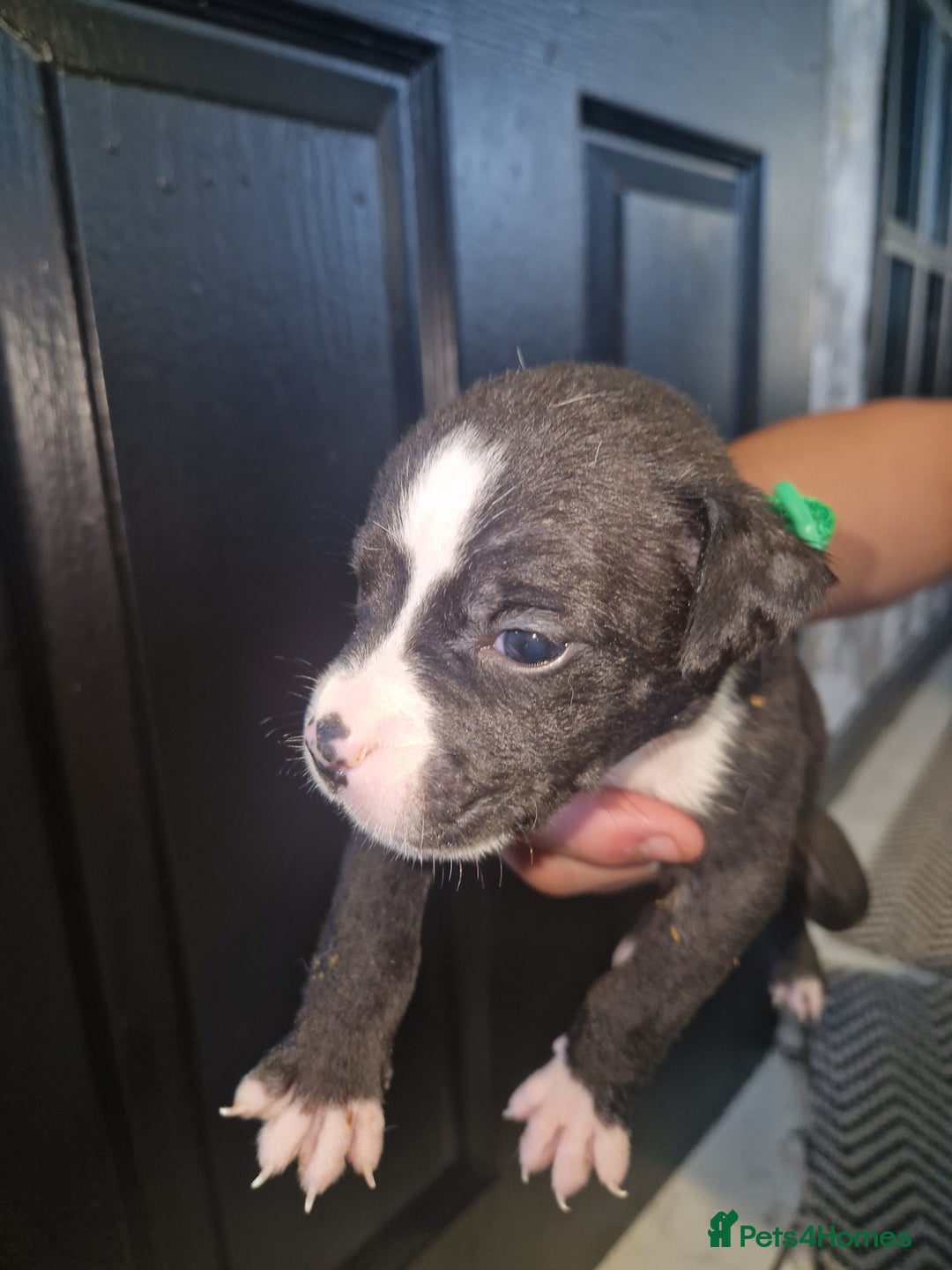 American Bulldog dogs for sale: American  bulldog  pups - Image 24