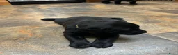 Labrador Retriever dogs for sale: Up-still  labrador retriever - Advert 9