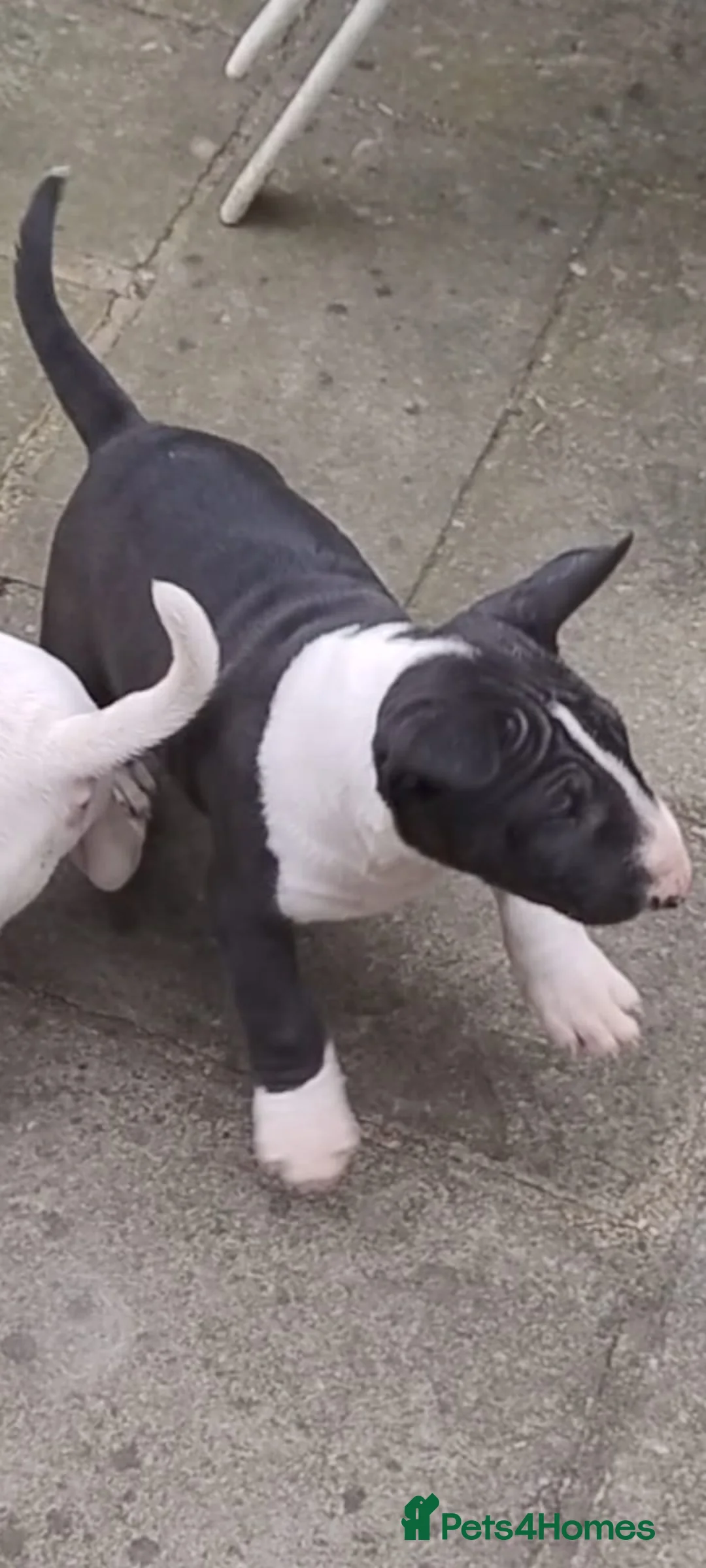 English Bull Terrier dogs for sale: Female English Bull Terrier - Advert 5