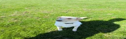 Borador dogs for sale: Bernie - Lab X Collie  - Advert 12