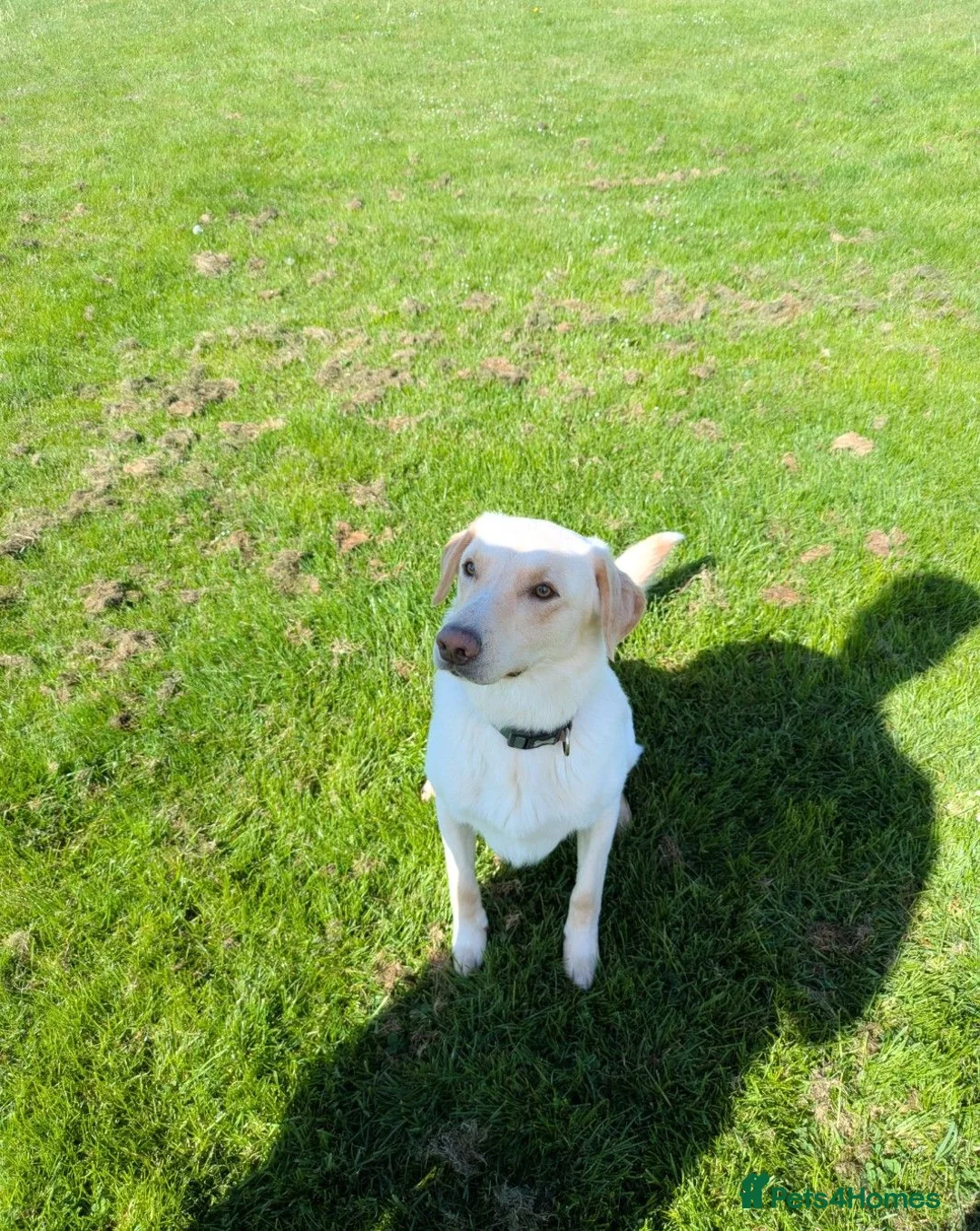 Borador dogs for sale: Bernie - Lab X Collie  - Advert 12