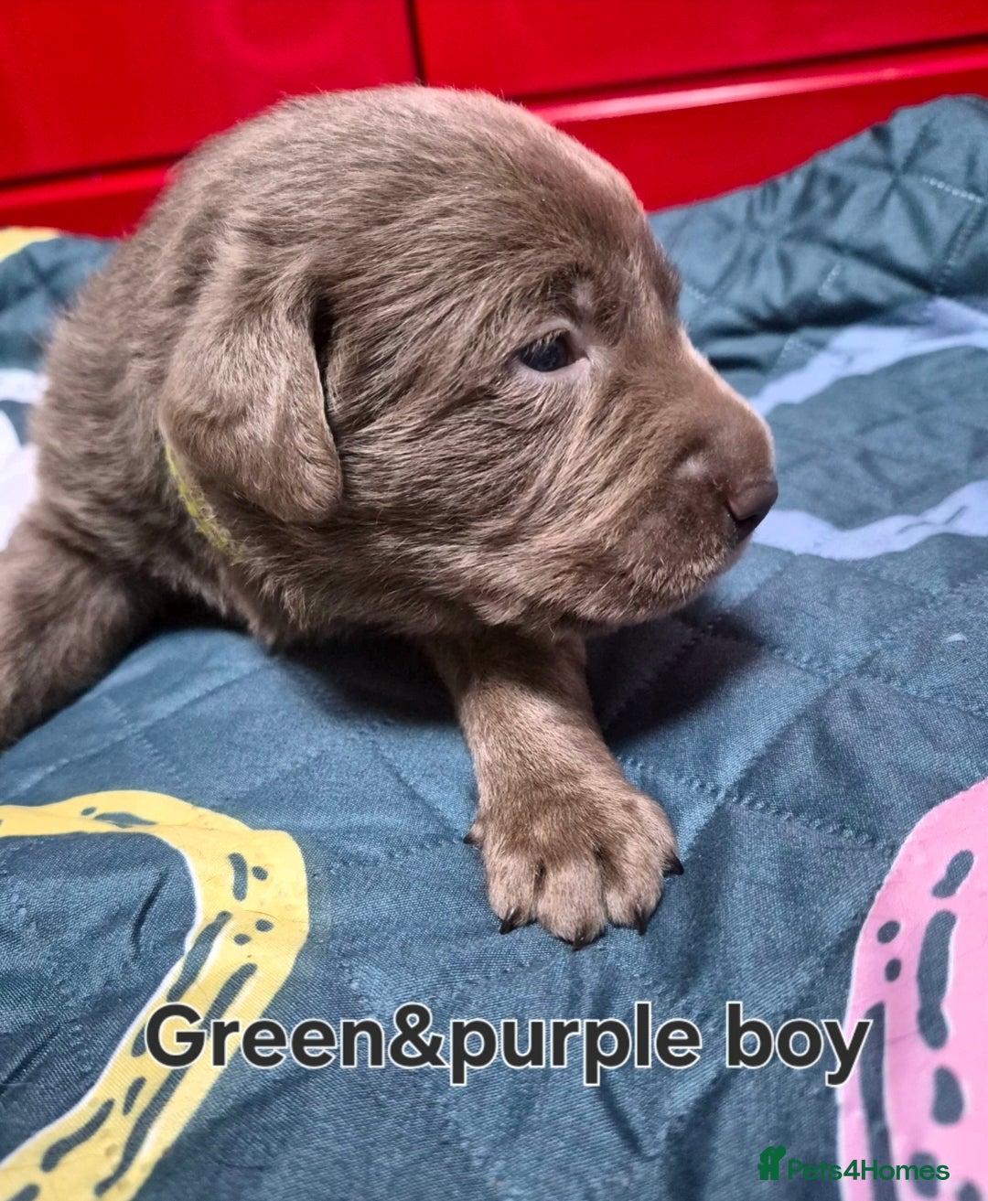 Labrador Retriever dogs for sale: 💎 Stunning Litter of 8 Silver Labradors 💎 - Advert 8