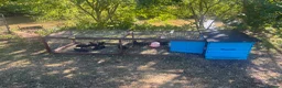 Chickens poultry for sale: Ayam cemani chicks - Advert 2