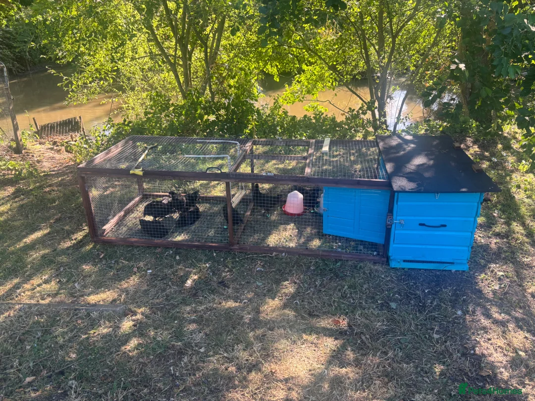 Chickens poultry for sale: Ayam cemani chicks - Advert 2