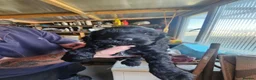 Cockapoo dogs for sale: Bautifull  cockerpoos  - Advert 2