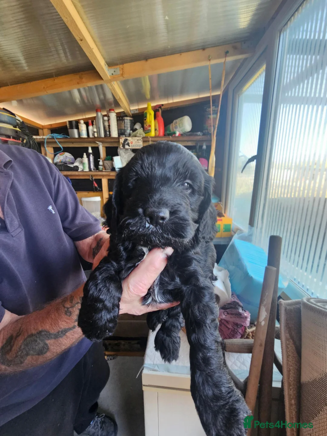 Cockapoo dogs for sale: Bautifull  cockerpoos  - Advert 2