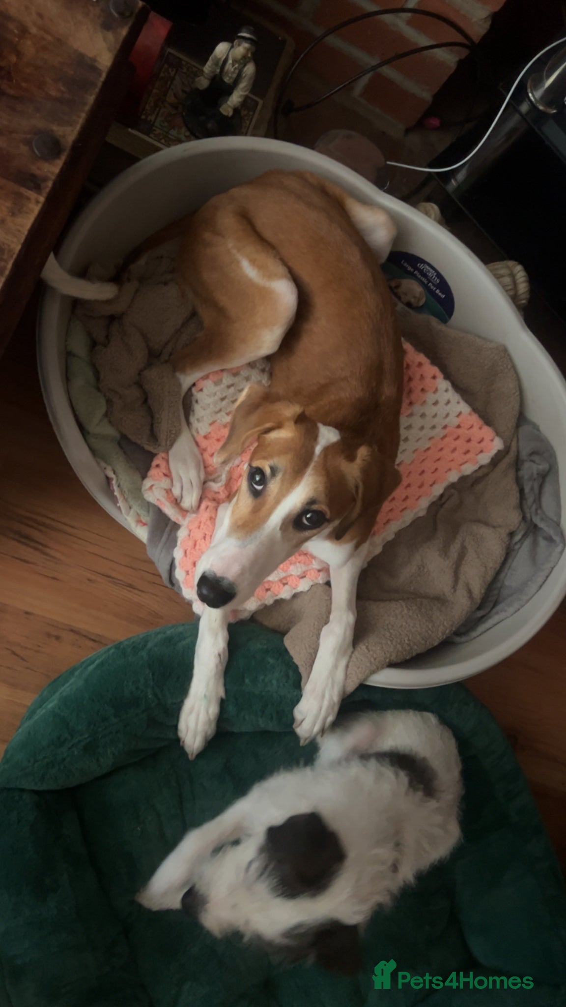 Saluki dogs Maisie - Advert 6