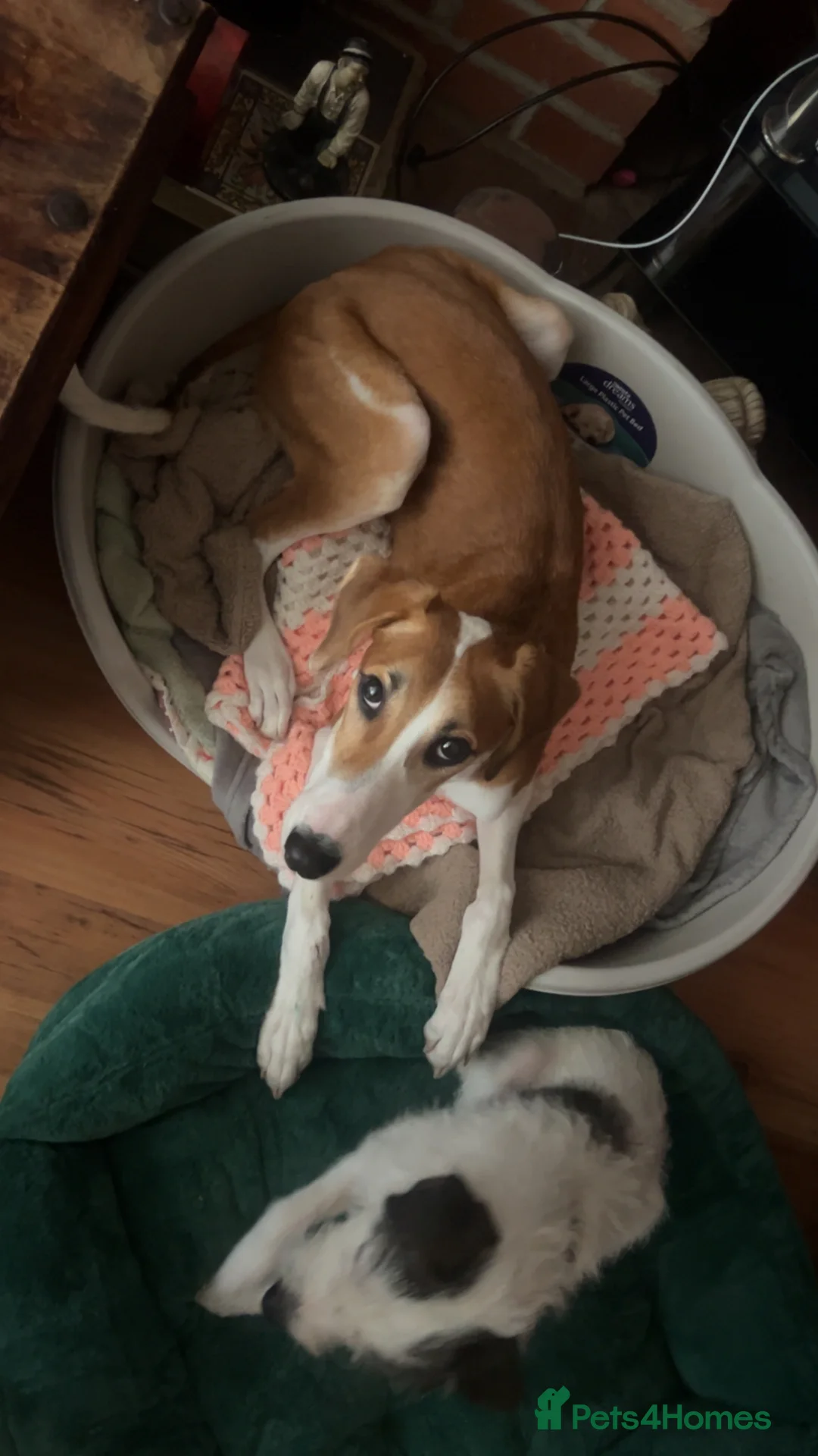 Saluki dogs for sale: Maisie in Havant - Advert 1