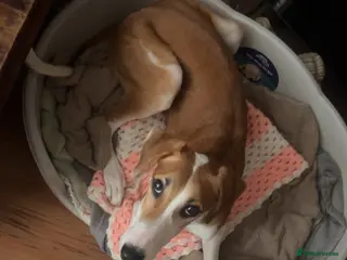 Saluki dogs Maisie - Advert 9