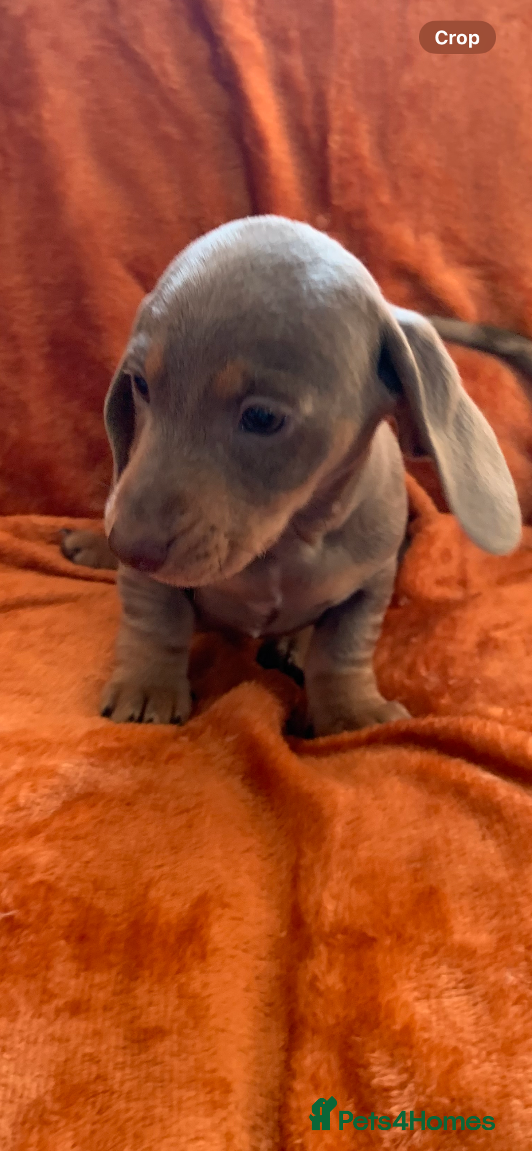 Miniature Dachshund dogs for sale: Minature daschund rainbow litter READY 19th SEPT - Image 5