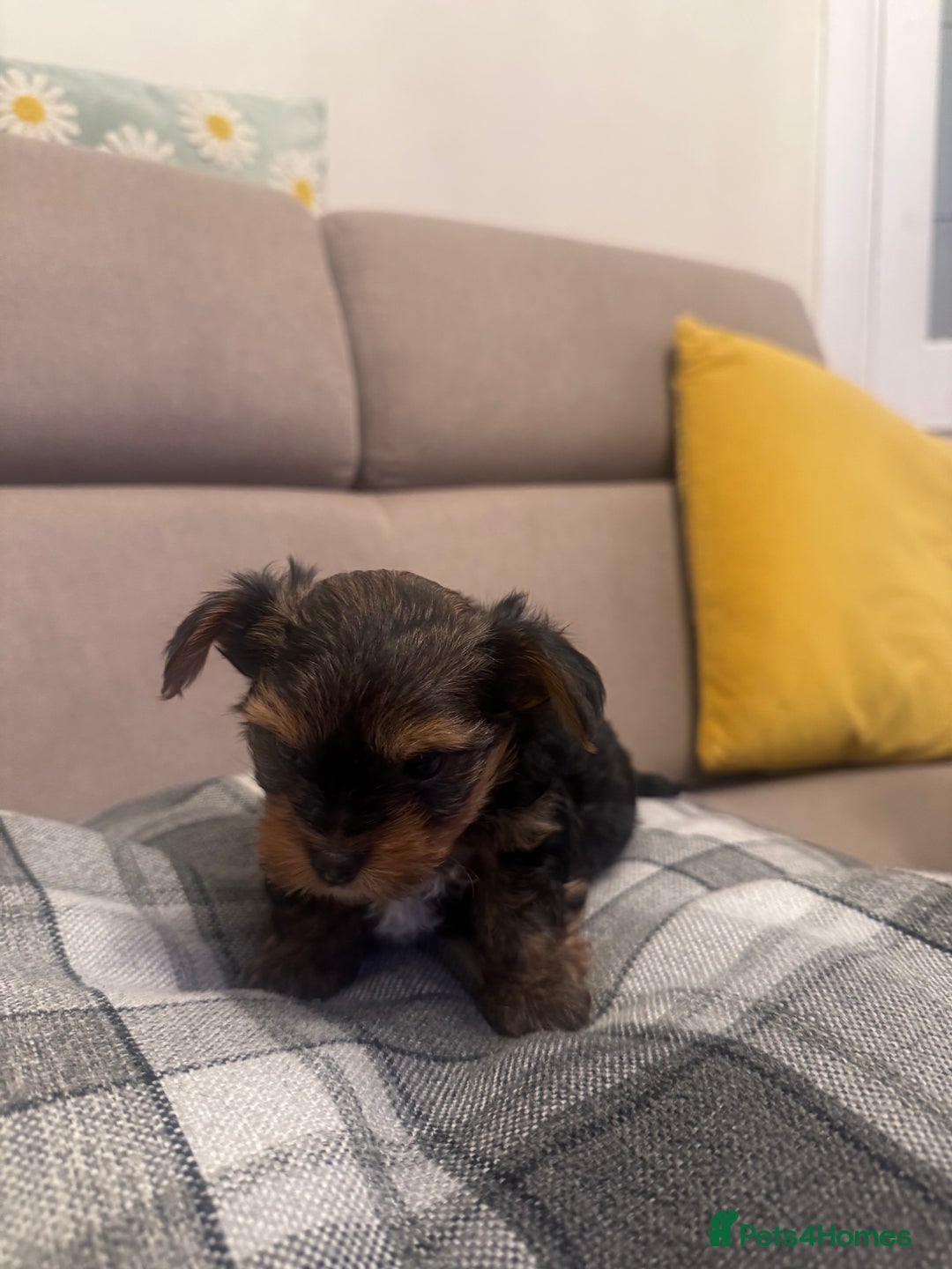 Yorkshire Terrier dogs for sale: YORKSHIRE TERRIER 2 BOYS  - Image 10