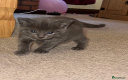 Mixed Breed cats for sale: 3 adorable mixed kittens – 2 females, 1 male - Image 11