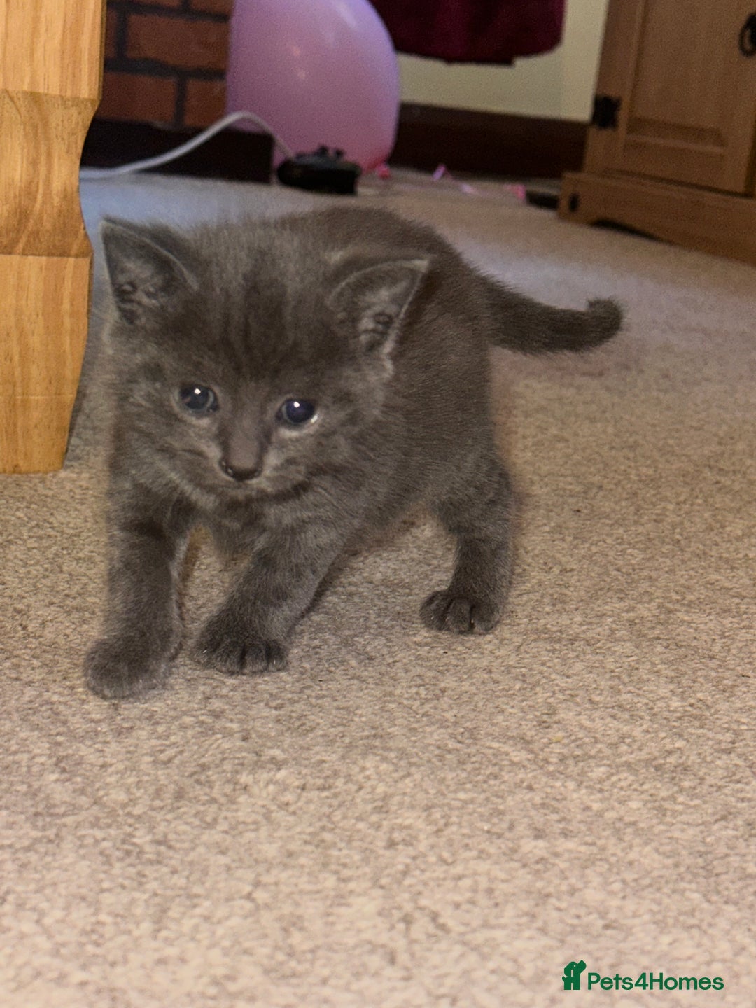 Mixed Breed cats for sale: 3 adorable mixed kittens – 2 females, 1 male - Image 11