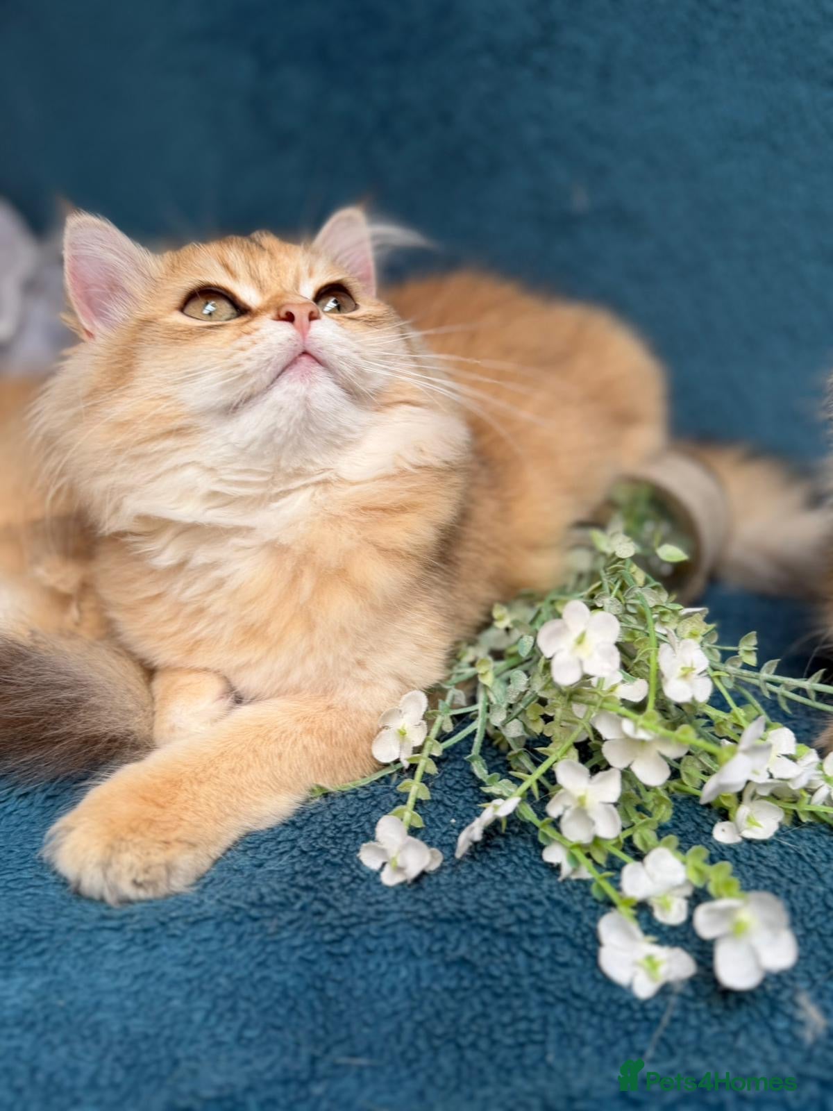 British Longhair cats for sale: ✨TICA REGISTERED GOLDEN LONGHAIR KITTENS✨ - Advert 7