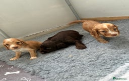 Cocker Spaniel dogs for sale: Beautiful cocker spaniels  - Image 10