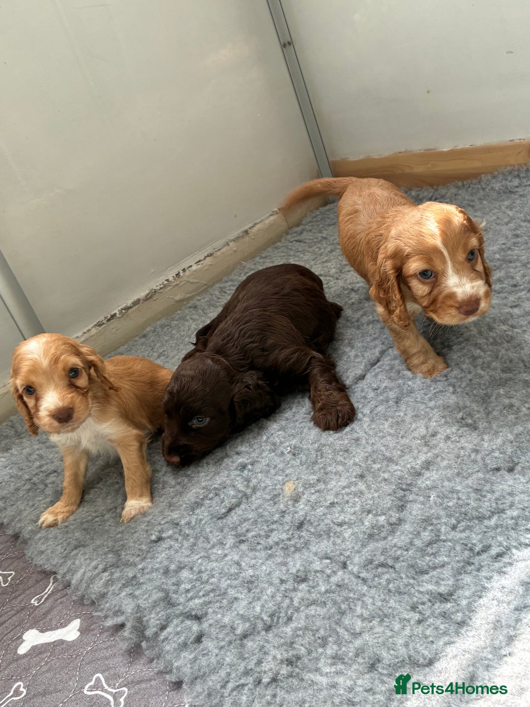 Cocker Spaniel dogs for sale: Beautiful cocker spaniels  - Image 10