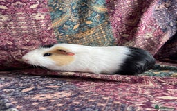 Guinea Pig rodents for sale: Lakeland guinea pigs  - Image 4