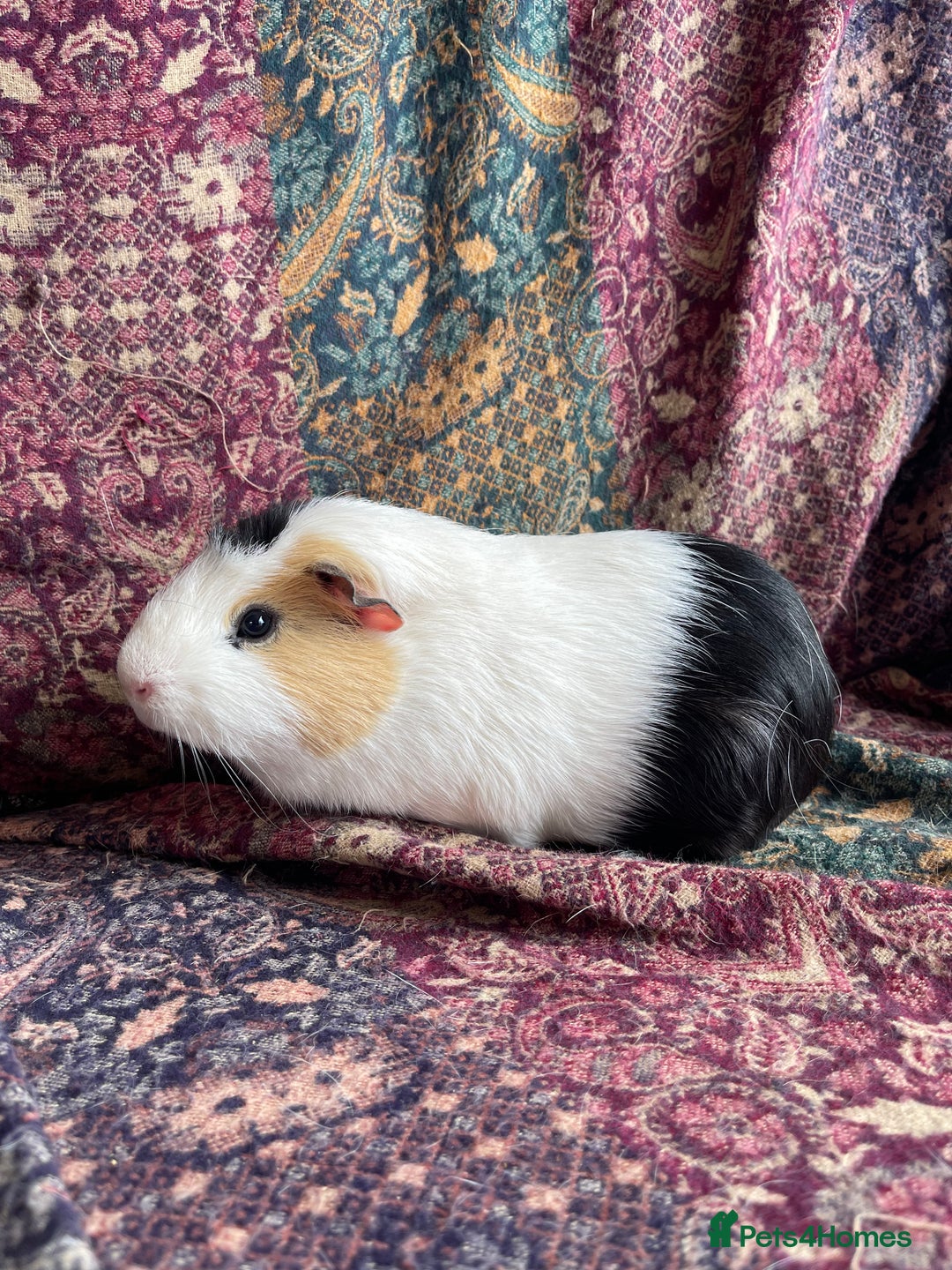 Guinea Pig rodents for sale: Lakeland guinea pigs  - Image 4
