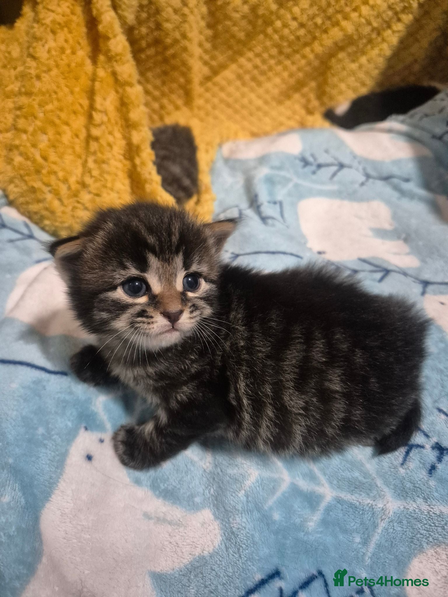 Mixed Breed cats mixed breed kittens - Advert 13