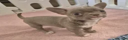Chihuahua dogs for sale: 💜KC Reg Lilac Chihuahua Puppies 💜 - Advert 10