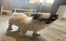 Mixed Breed dogs for sale: Shihtzu X boy  - Image 2
