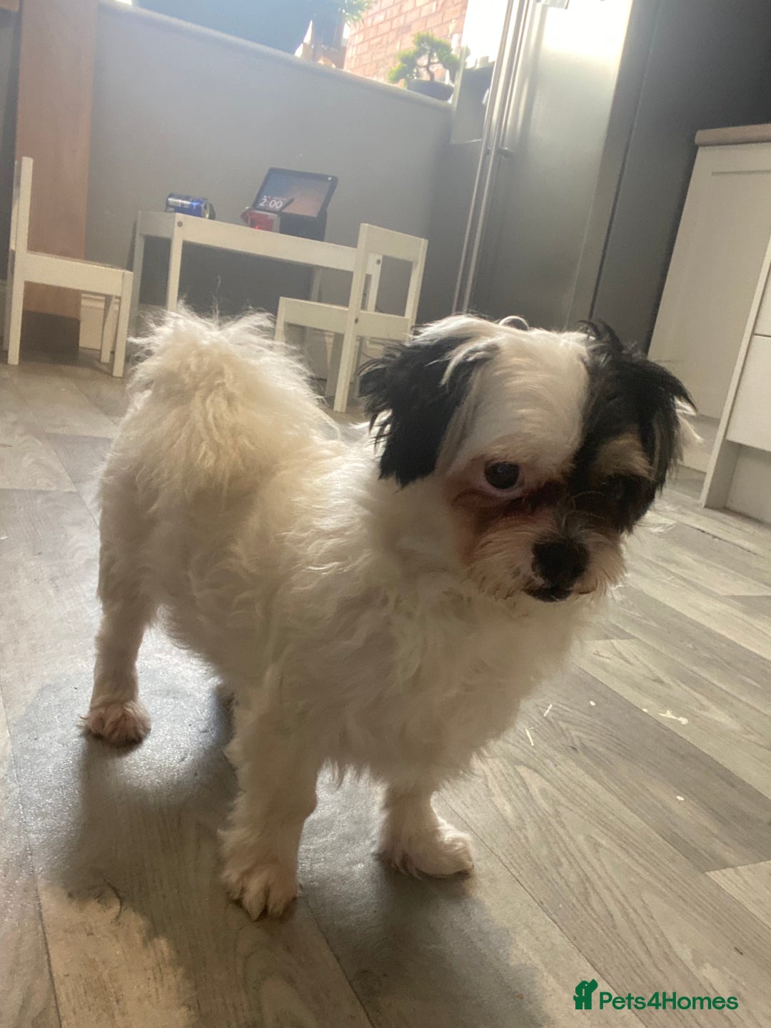 Mixed Breed dogs for sale: Shihtzu X boy  - Image 2