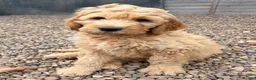 Goldendoodle dogs for sale: QUALITY F1 GOLDENDOODLE PUPPIES🌟 - Advert 1