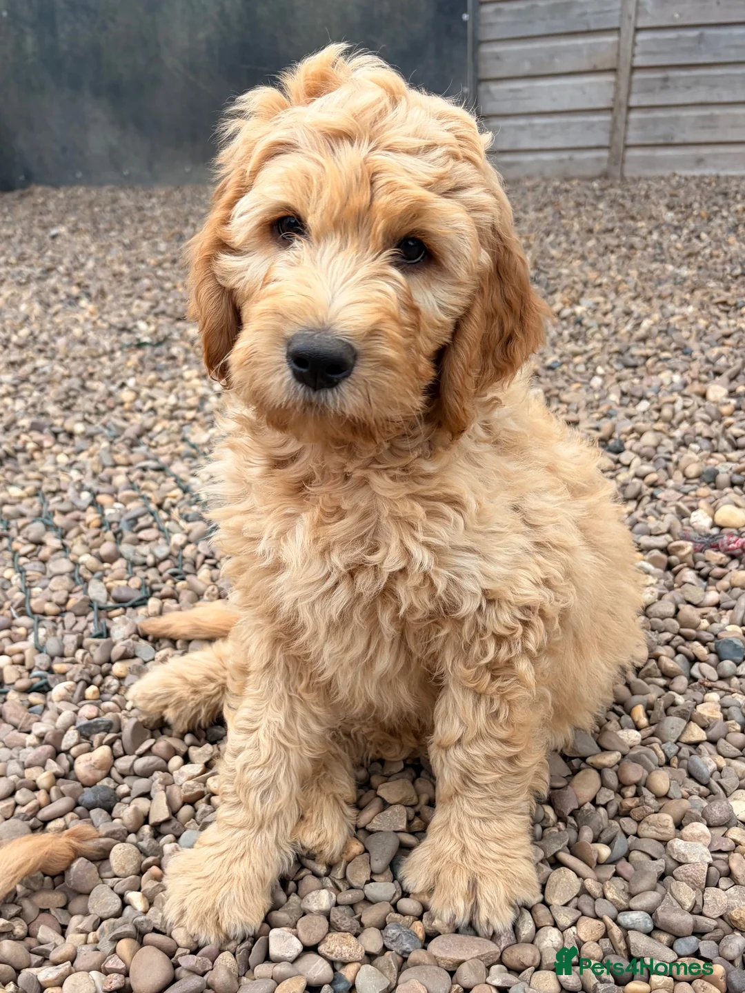 Goldendoodle dogs for sale: QUALITY F1 GOLDENDOODLE PUPPIES🌟 - Advert 1