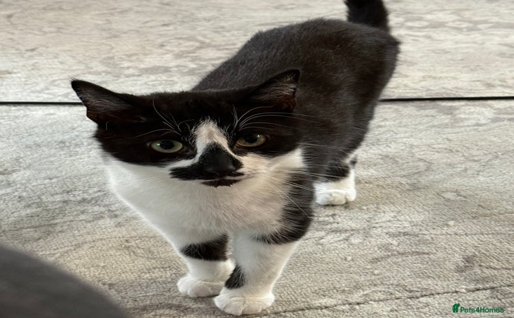 Mixed Breed cats in Didcot - Advert 1