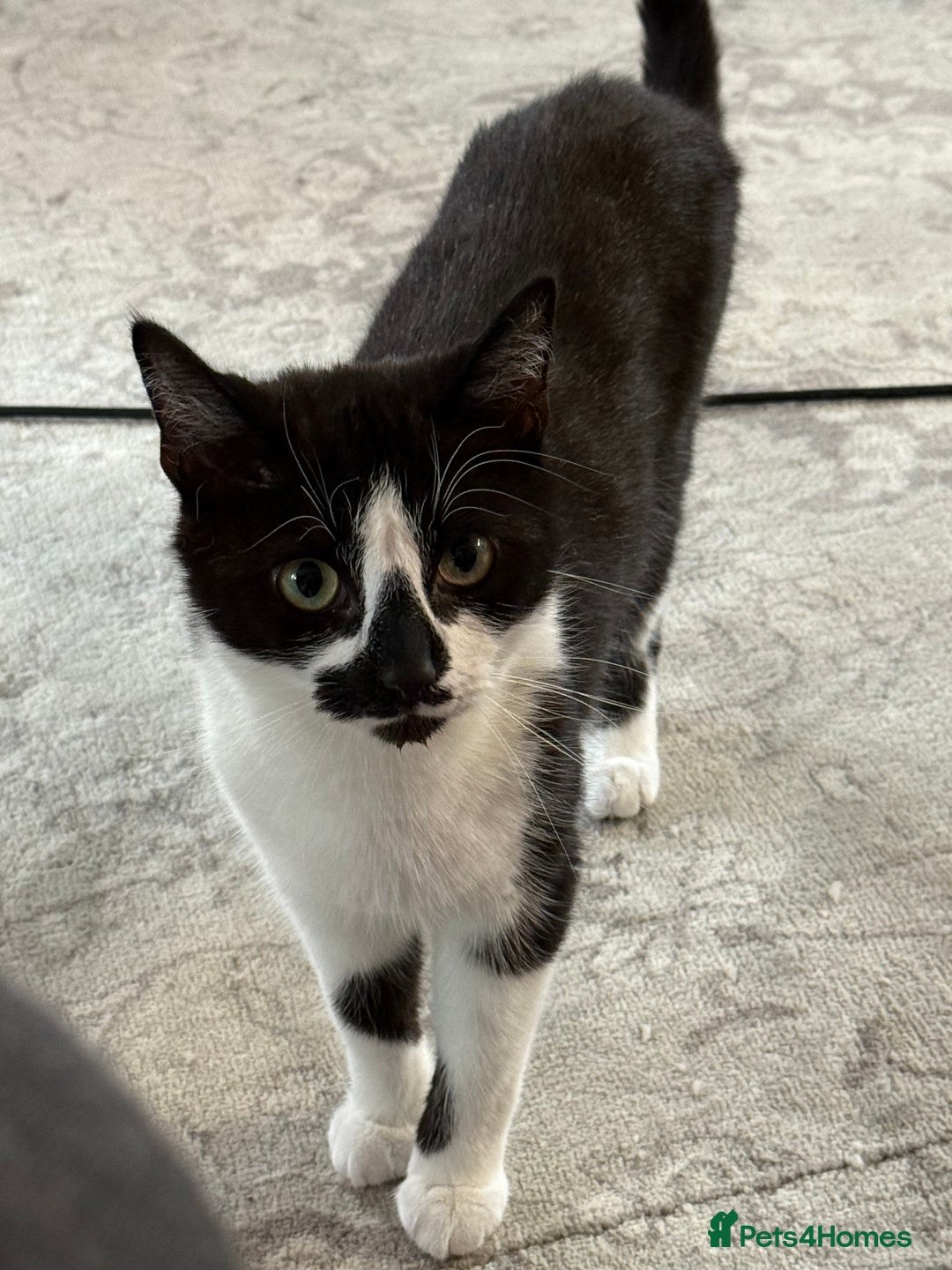 Mixed Breed cats for sale: Male and Female cat for free in Didcot - Image 1