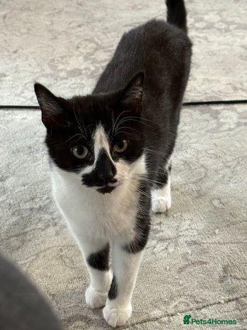 Mixed Breed cats in Didcot - Advert 13