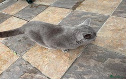 British Shorthair cats for sale: GCCF active blue Female British Shorthair Cat  - Image 6