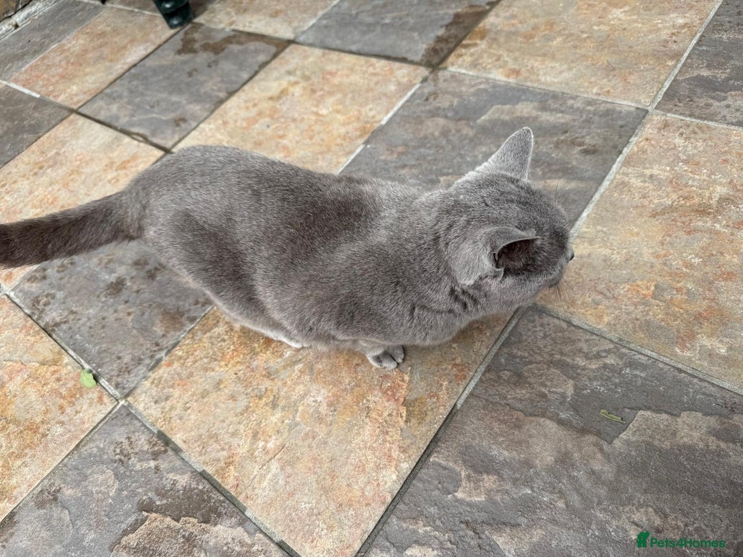 British Shorthair cats for sale: GCCF active blue Female British Shorthair Cat  - Image 6