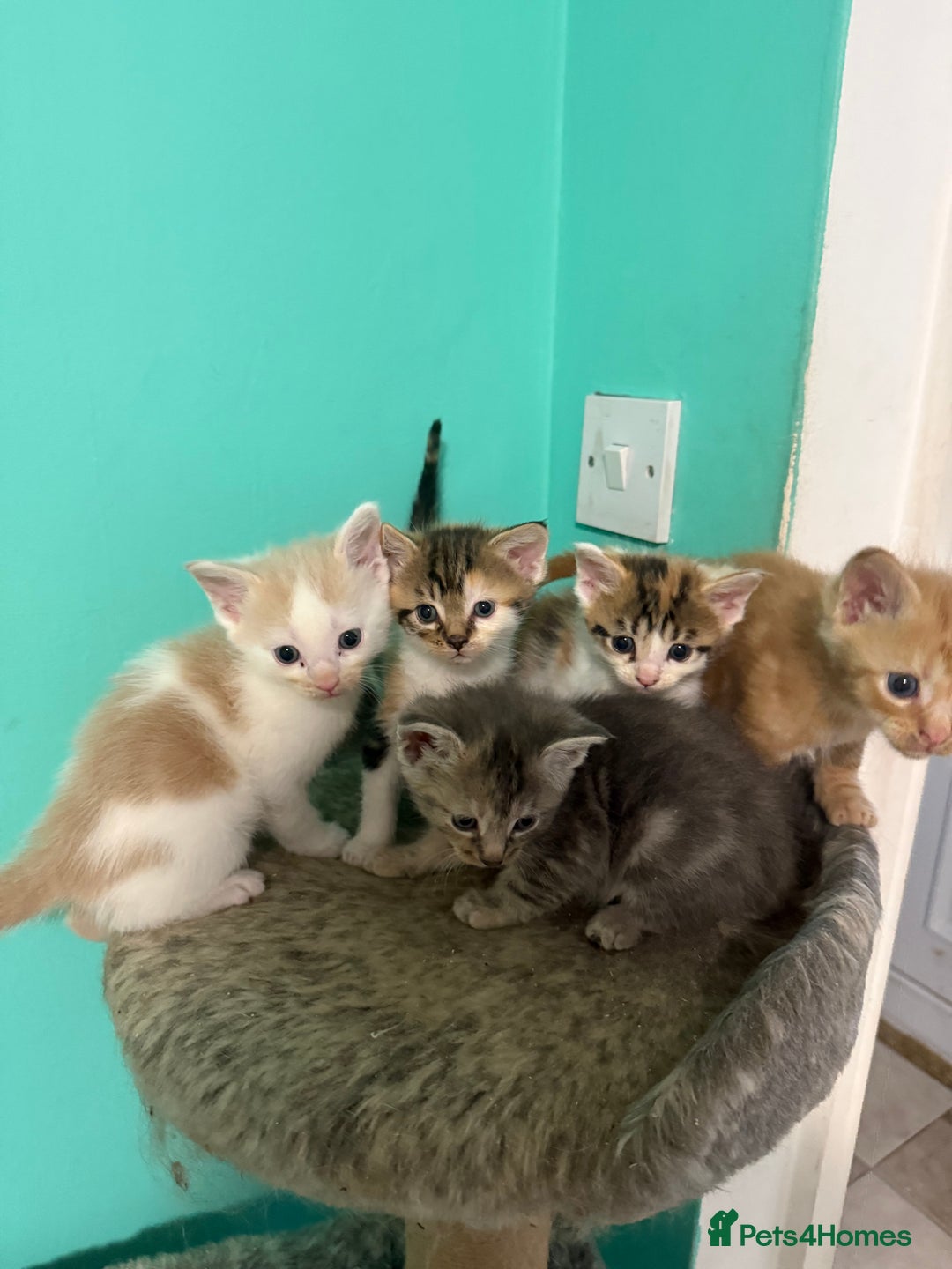 Maine Coon cats for sale: Adorable Half Maine Coon Kittens for Sale  - Image 10
