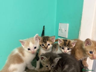 Maine Coon cats - Advert 5
