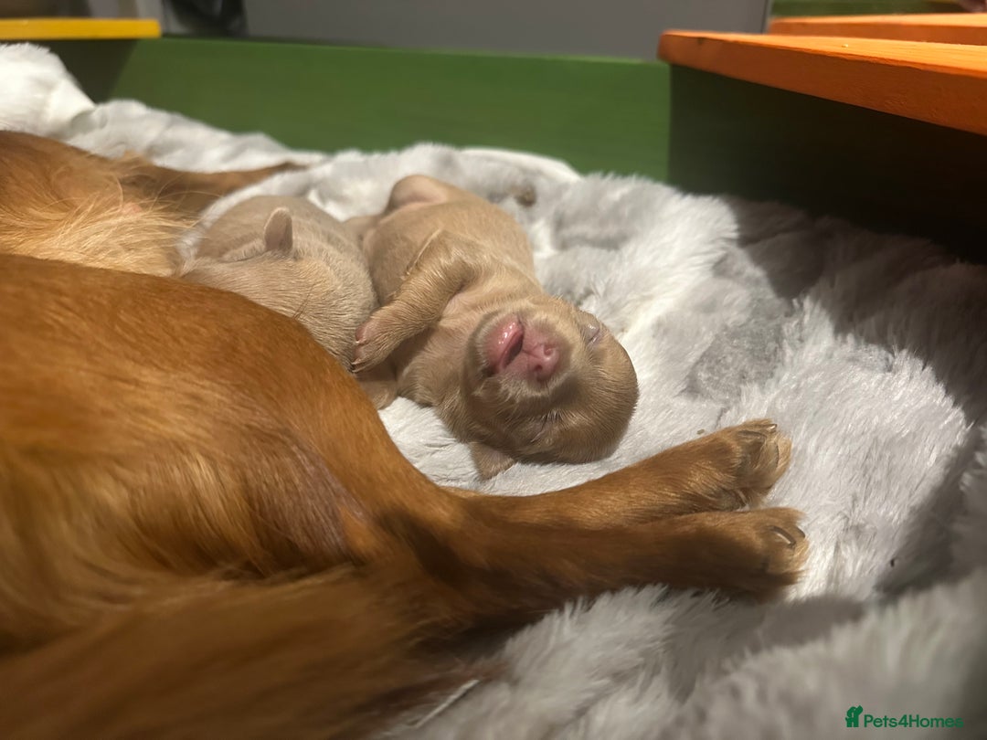 Chihuahua dogs for sale: One of a kind ChiPin Puppies - Image 19