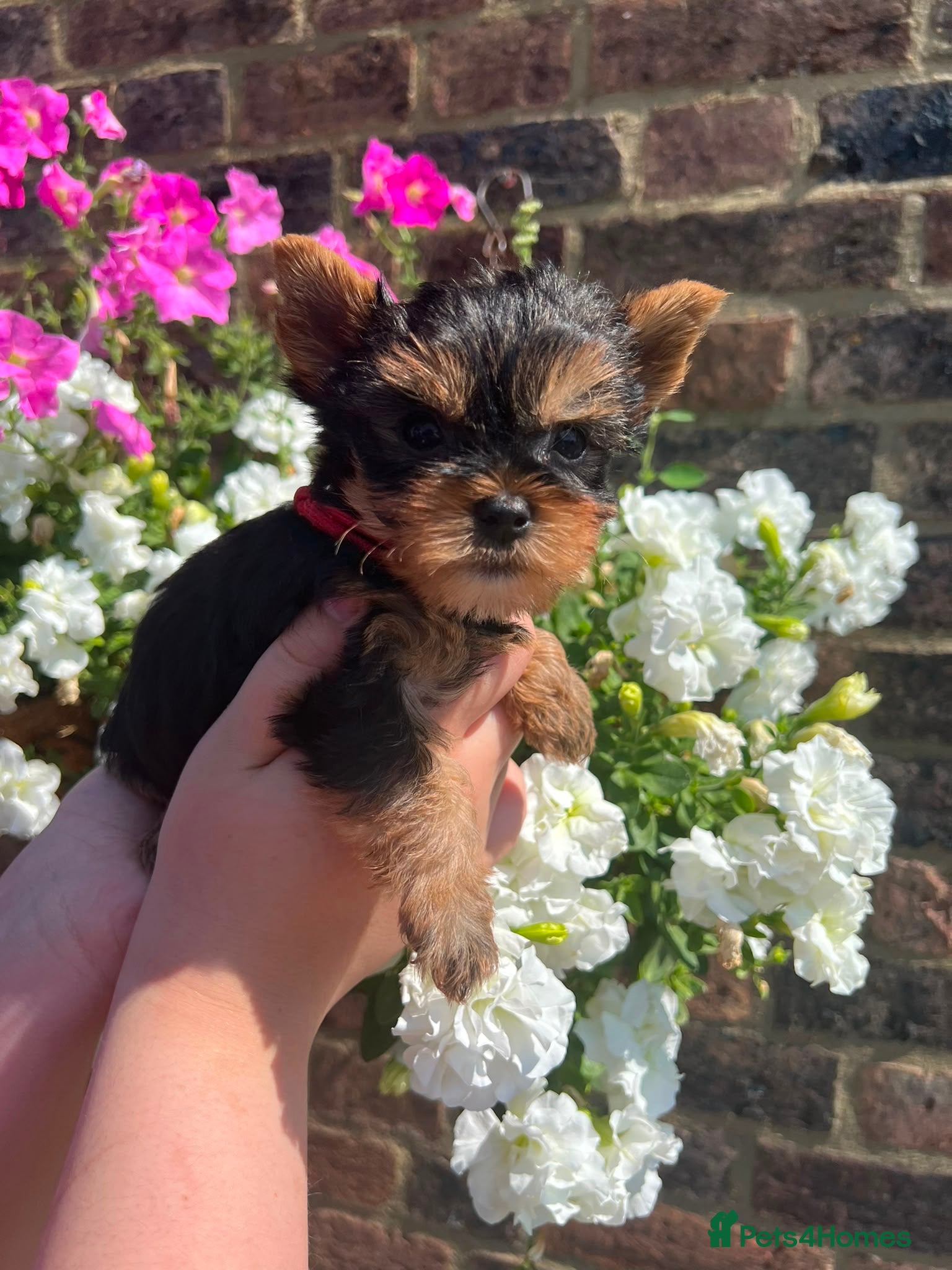 Yorkshire Terrier dogs ❤️ Beautiful Yorkshire Terrier Puppies ❤️ - Advert 1