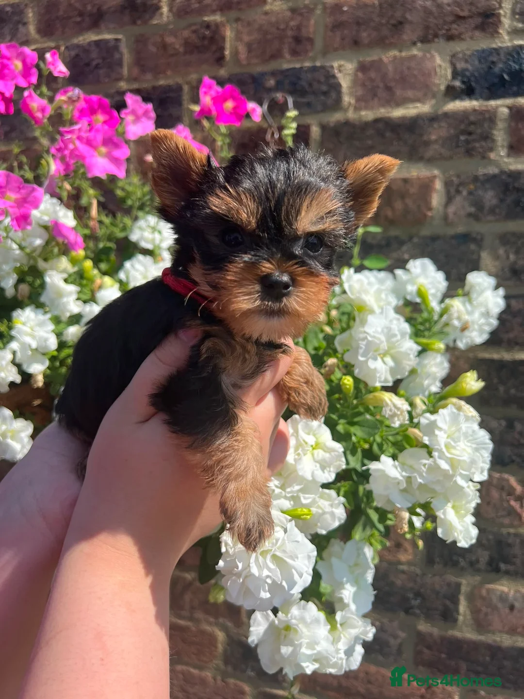Yorkshire Terrier dogs for sale: ❤️ Beautiful Yorkshire Terrier Puppies ❤️ in Sittingbourne - Advert 1