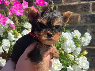 Yorkshire Terrier dogs ❤️ Beautiful Yorkshire Terrier Puppies ❤️ - Advert 1